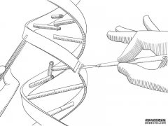<b>一种新的基因编辑工具沐鸣平台注册登录可以使CRISPR更加精确</b>