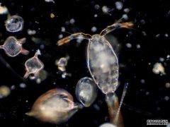 <b>自20世纪30年代以来，这种装置一直在测量海洋浮游生物</b>