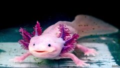 <b>沐鸣注册蝾螈的基因组可能解开再生之谜</b>