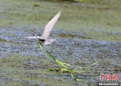 <b>288157只！洞庭湖越冬水鸟“鸟”满为欢</b>